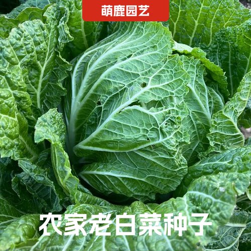 老品种土大白菜可留种
