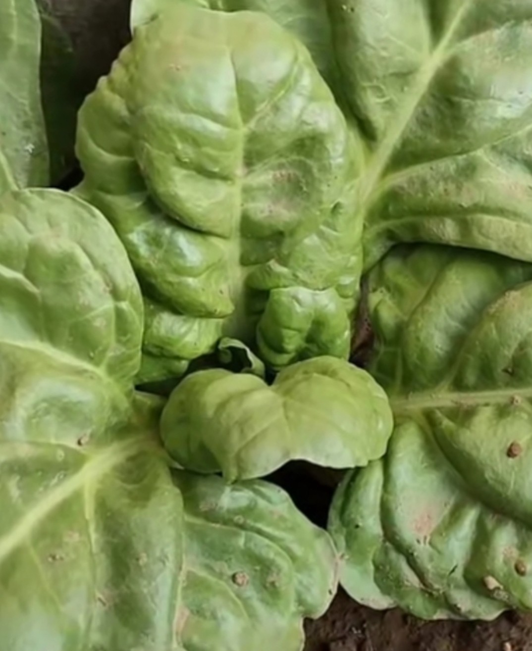 农家老品种甜菜种子 皮皮菜种子 青菜种子阳台庭院盆栽蔬菜种子苗