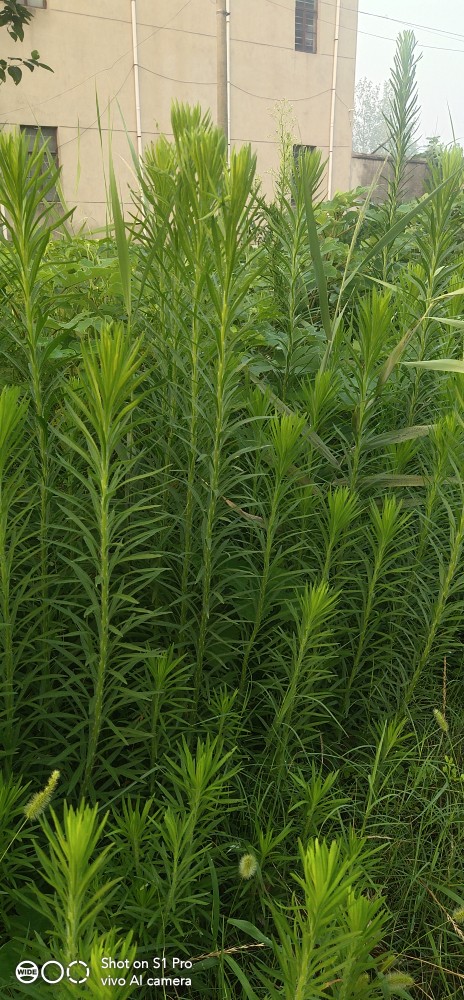 新鲜小飞蓬草种子苗 破布艾竹叶艾臭艾小山艾牛皮藓 皮肤肿痒红斑