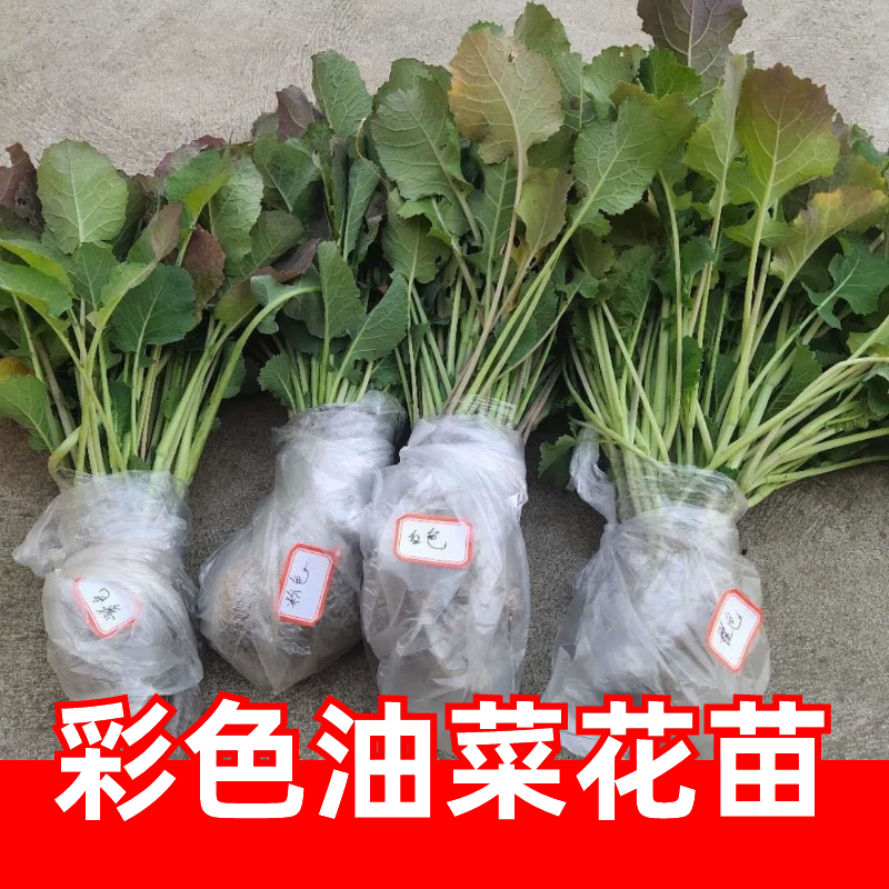 彩色油菜秧苗  油菜秧苗可移栽苗庭院阳台盆栽绿化环境公园油菜苗