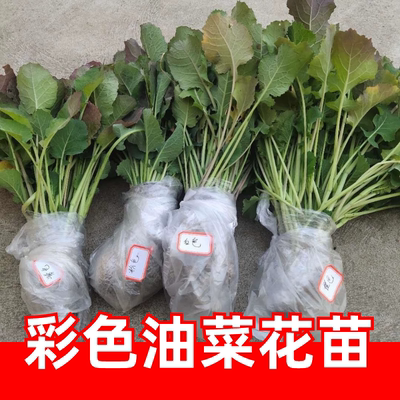 彩色油菜秧苗  油菜秧苗可移栽苗庭院阳台盆栽绿化环境公园油菜苗