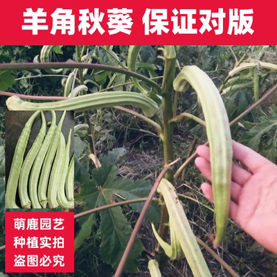 羊角秋葵种子四季播发芽高产量高