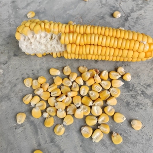 农家黄糯玉米种子传统老品种黄糯玉米种子可自留种子 蔬菜种子苗