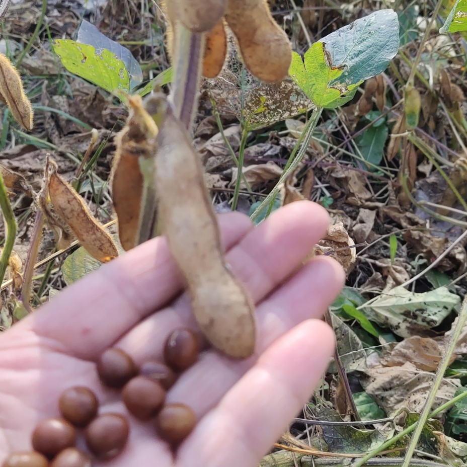 农家老品种土黄豆种子咔啡黄豆种子庭院阳台盆可以种四季蔬菜种子