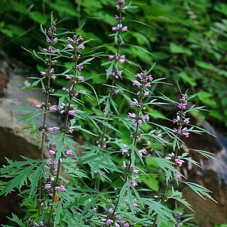 益母草种子苗花草种子苗阳台四季盆栽蔬菜种籽孑食用籽种药材子苗