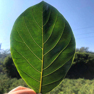 广东高州现摘新鲜菠萝叶子树菠萝叶片过节包糍粑垫叶买50张送50张