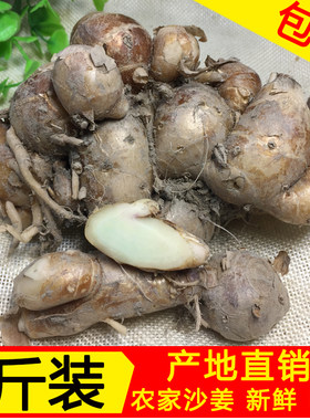 广东新鲜沙姜三奈调味品香料