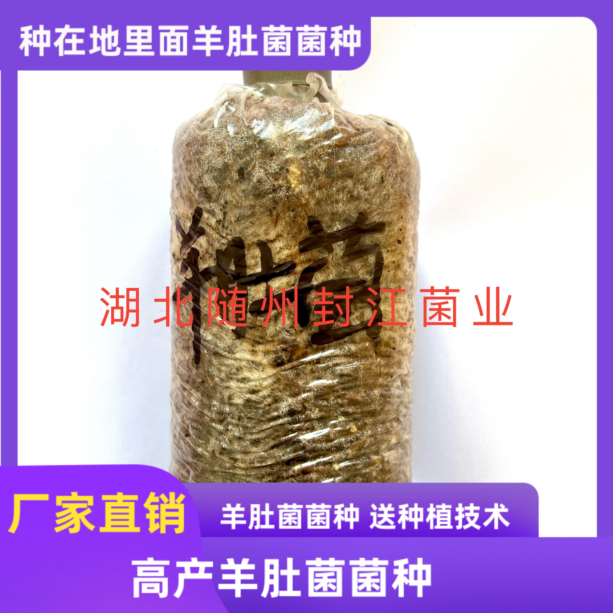 羊肚菌菌种栽培种羊肚菌菌包菌种羊肚菌栽培技术羊肚菌种子菌种图片