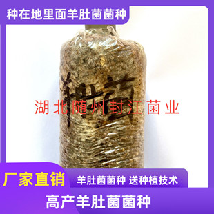 羊肚菌菌种栽培种羊肚菌菌包菌种羊肚菌栽培技术羊肚菌种子菌种