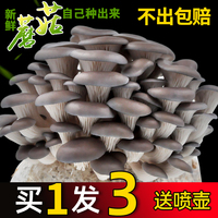 蘑菇種植包高產(chǎn)量買一發(fā)三平菇