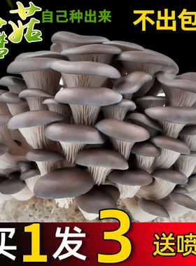 蘑菇种植包家种蘑菇黑平菇菌包新鲜菌棒盆栽食用菌香菇趣味阳台