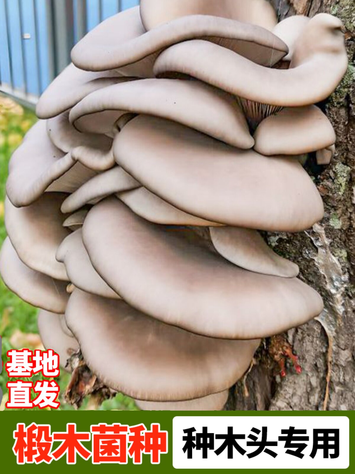 椴木香菇菌种栽培种植可食用木耳平菇打孔器电钻头段木头专用蘑菇