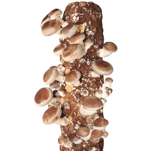 香菇椴木菌种木耳冬菇四季栽培种菌种木头上种蘑菇食用菌袋装种子