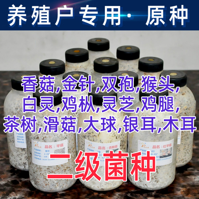 平菇姬香菌包原种蘑菇生产生料熟料栽培母一二三级种养殖户食用菌