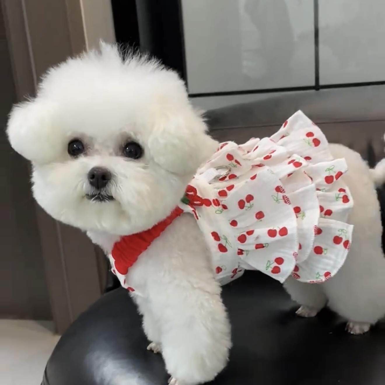 狗狗夏天衣服薄款透气公主裙可爱小型犬泰迪比熊博美夏季裙子