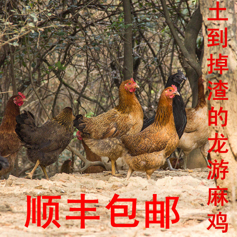 农家土鸡龙游麻鸡现杀原生态山林散养老母鸡高山放养含富硒小笨鸡
