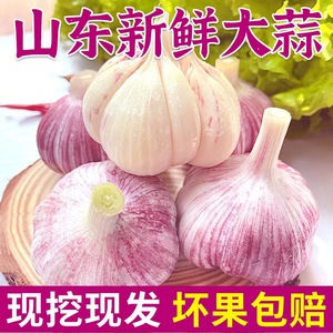 今年现挖山东金乡新鲜大蒜头紫皮嫩蒜籽湿蒜5斤农家自种腊八糖蒜