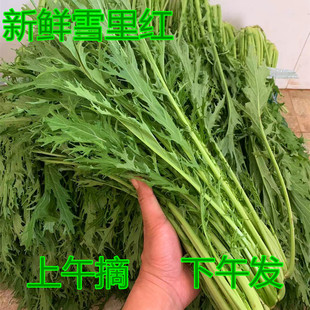 当季雪里红新鲜小叶雪里红产地青菜腊菜新鲜现砍现发雪里蕻菜