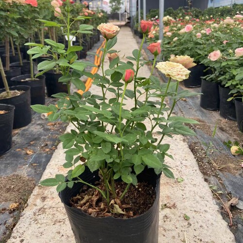 阳台月季 永远的那不勒斯 欧月苗庭院花园绿植多季盆栽月季花盆栽