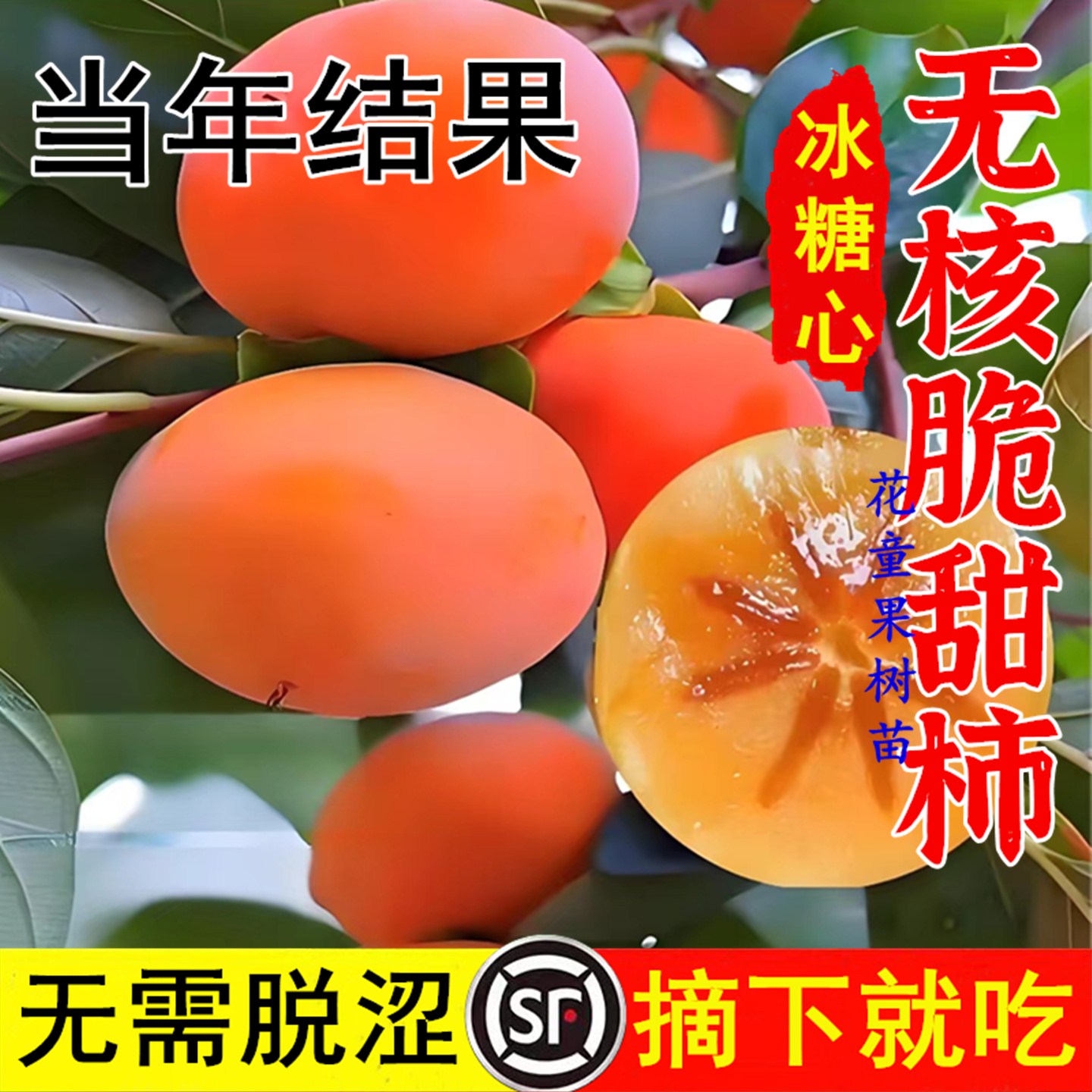 柿子树苗盆栽地栽南北方种植当年结果日本无核嫁接特大脆甜柿子苗
