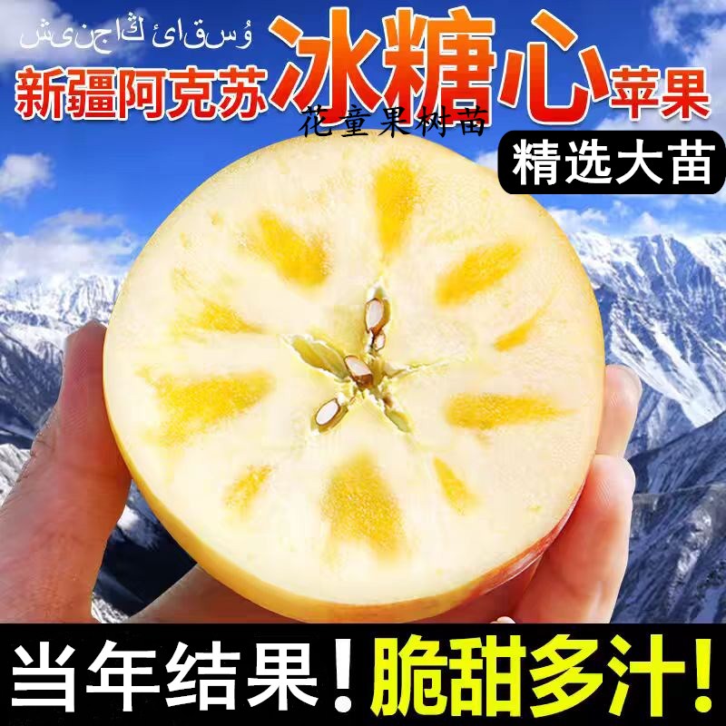 苹果树果苗南北方盆栽地栽新疆阿克苏冰糖心红富士苹果苗当年结果
