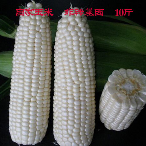 永嘉新鲜糯玉米白糯玉米棒子粘糯黏苞谷米农家自种浙江温州特产