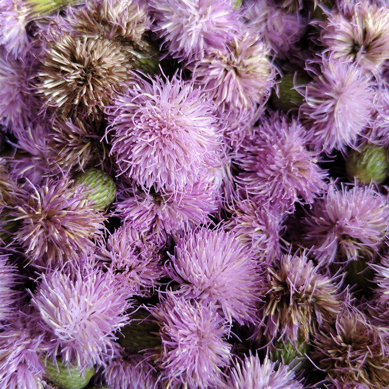 野生小蓟花大蓟花刺儿菜花刺菜花晒干新鲜大蓟花茶中草药材泡茶喝
