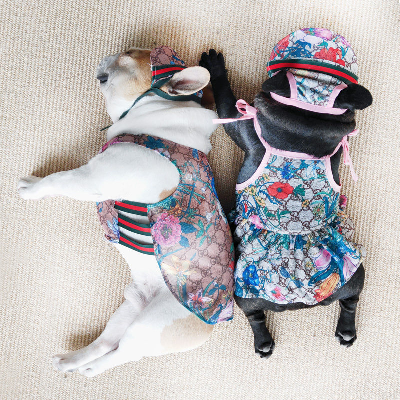 One Global pet clothes Cats and dogs clothes vest Thin section France bucket Bully SMEs Spring and summer Sunscreenin the Pet/Pet food and supplies , Pet apparel and accessories , Pet clothing/Raincoat  category - from Buy2taobao.com to provide professional Taobao agent buy service