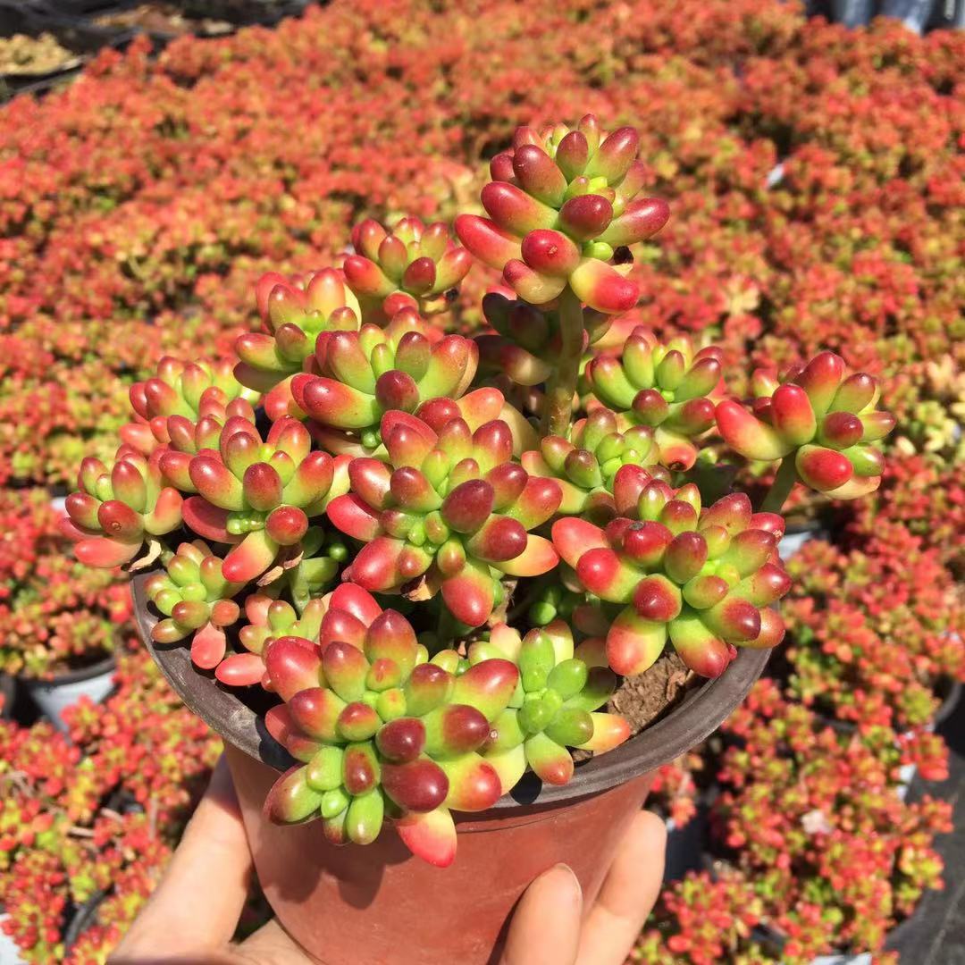 券后9.90元七彩云南 虹之玉 多肉植物 群生老桩状态超红组合盆栽萌肉花卉