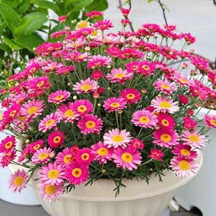 玛格丽特种子茼蒿菊种子木春菊种子阳台庭院四季开花易活花种籽子