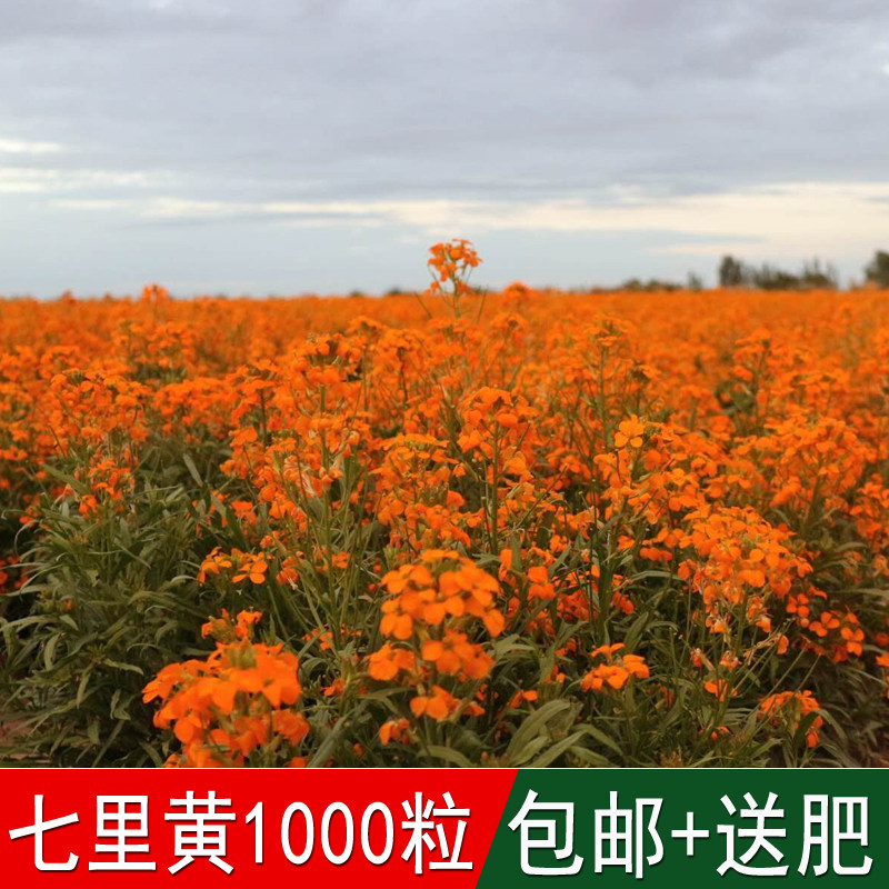 七里黄种子秋冬季播种花卉七里黄种子工程绿化耐寒黄色花海植物籽