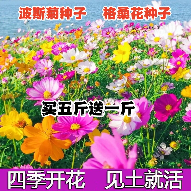 波斯菊种子格桑花花籽野花组合四季开花庭院室外易活速生花种籽子