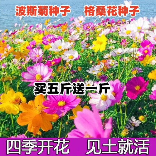 波斯菊种子格桑花四季开花花种子