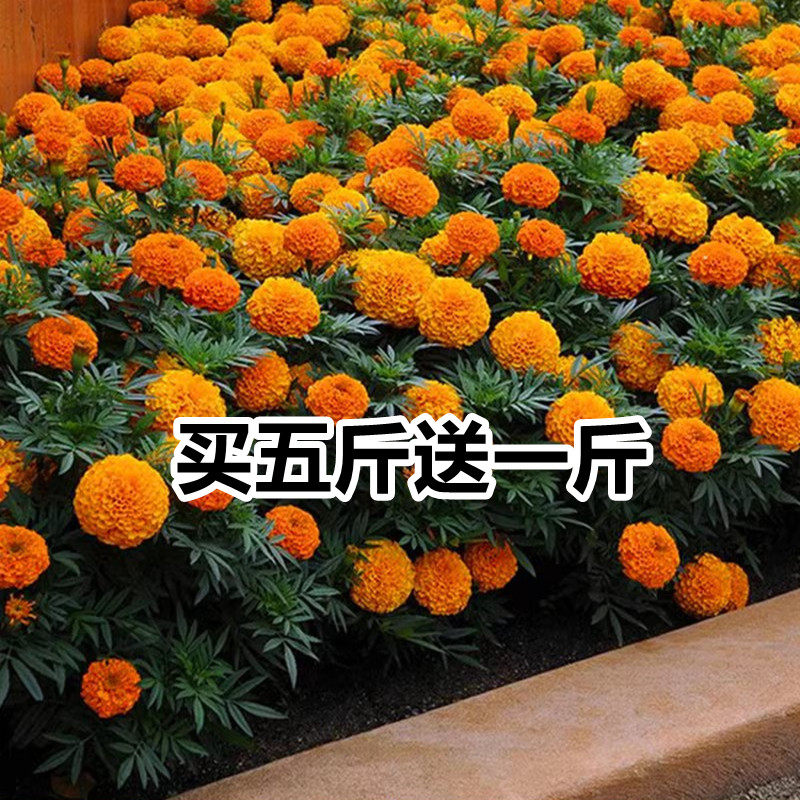 万寿菊花种子四季开花易活花籽臭芙蓉花种籽子孔雀草金鸡菊虞美人