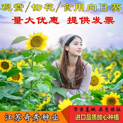 向日葵种子观赏食用景观花海种子