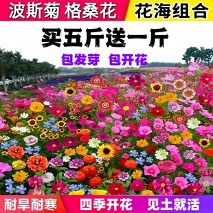 开花庭院室外易活速生花籽 野花组合种子波斯菊格桑花花种籽子四季