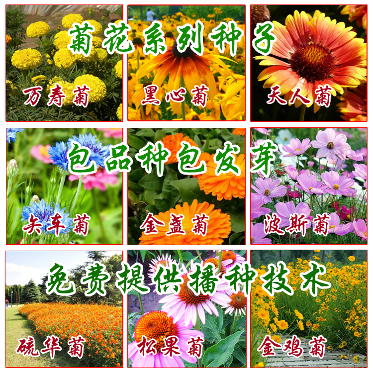 四季绿化波斯菊百日草硫华菊金鸡菊二月兰万寿菊虞美人翠菊花种子