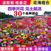 野花组合种子波斯菊格桑花花种籽子四季 开花庭院室外易活花海花籽