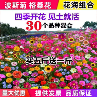 野花组合种子波斯菊格桑花花种籽子四季开花庭院室外易活速生花籽