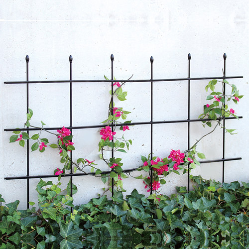 铁线莲爬藤架苗之助花架爬藤架