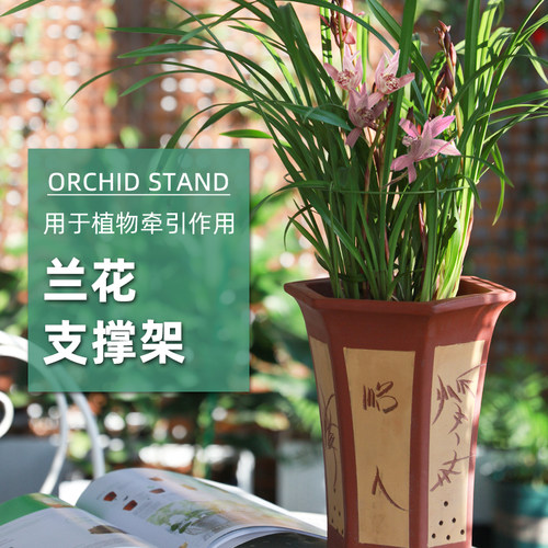 兰花专用支架护叶藤蝴蝶兰支撑
