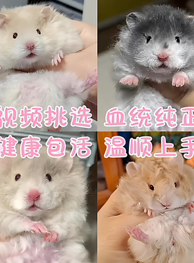 家养纯种波利金丝熊小仓鼠长短毛萌宠温顺可爱黑黄火蜜肉桂鸽灰熊