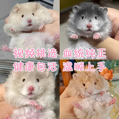 【京东包邮】藤盒发货波利金丝熊