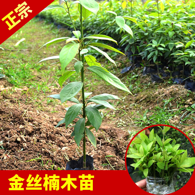 金丝楠木树苗带土带叶发货包成活