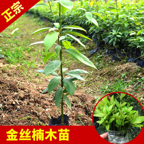 金丝楠木树苗带土带叶发货包成活