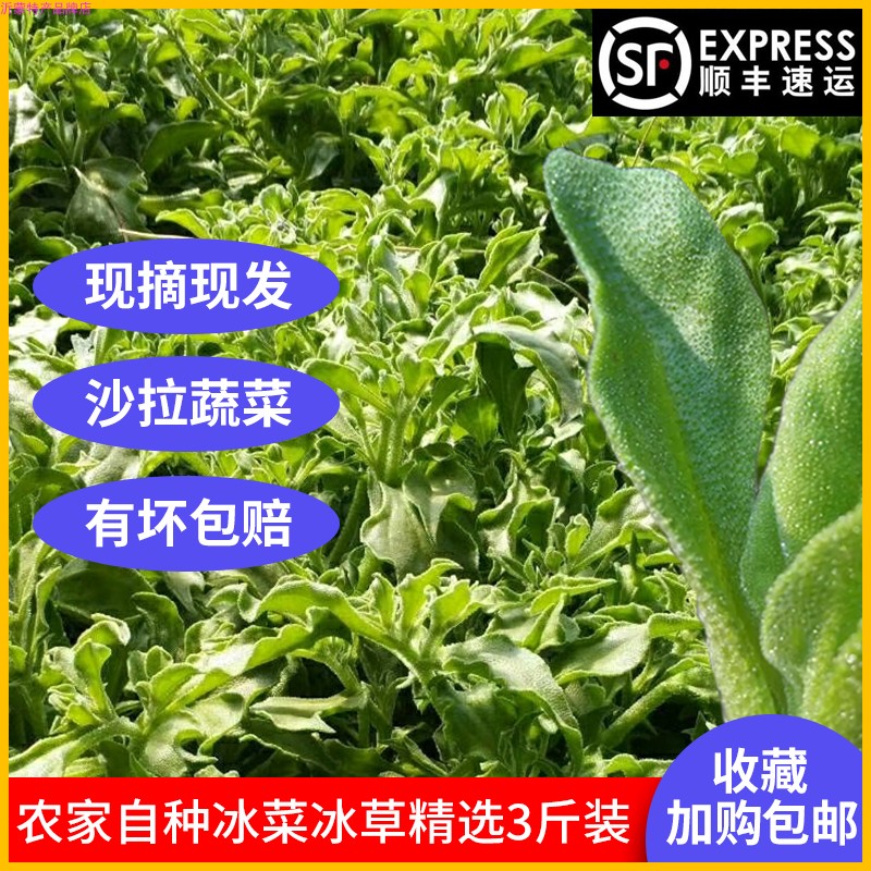 农家自种新鲜蔬菜  冰草非洲冰菜  冰叶沙拉有机生菜 素菜即食3斤