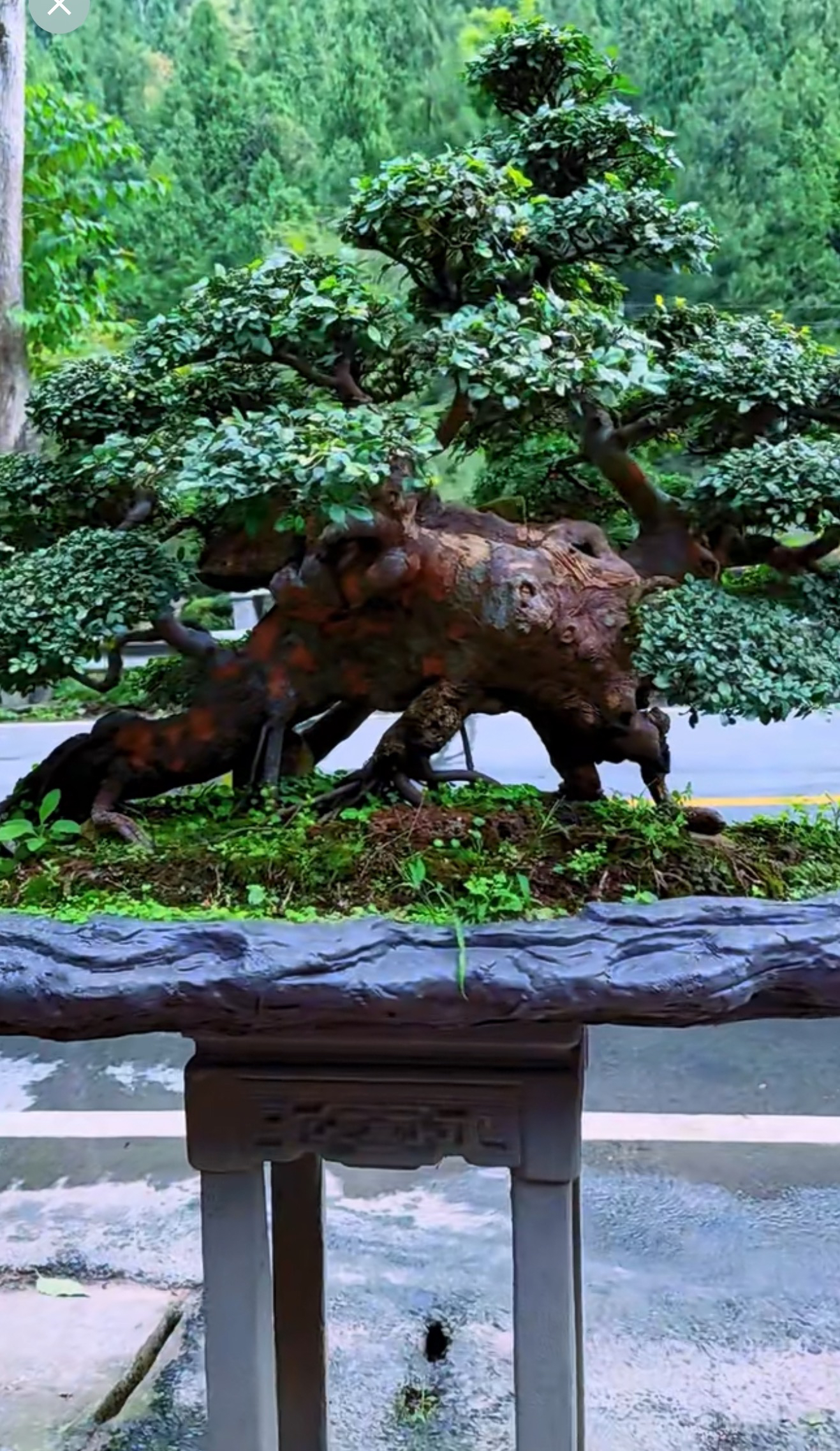小叶榆树老桩盆景造型独特枝干苍劲有力适合鱼缸