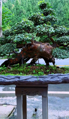 小叶榆树老桩盆景造型独特枝干苍劲有力适合鱼缸