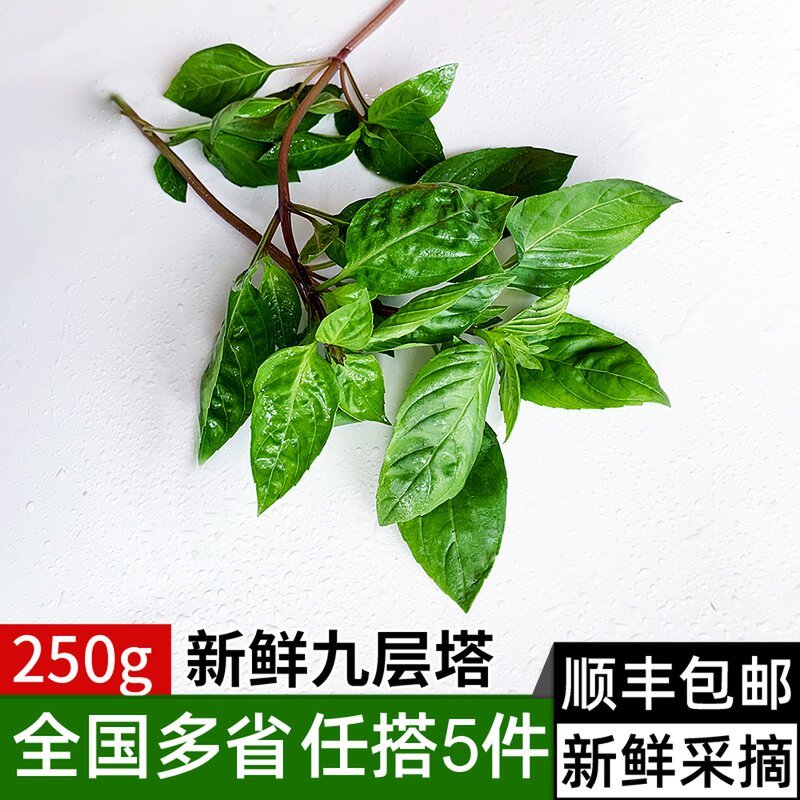 新鲜九层塔250g 金不换鱼香草三杯鸡冬阴功材料厨房香料蔬菜食材