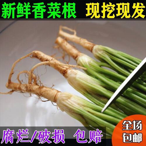 新鲜香菜根现挖现发凉拌腌制咸菜